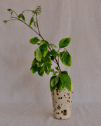 White with Speckles Vase