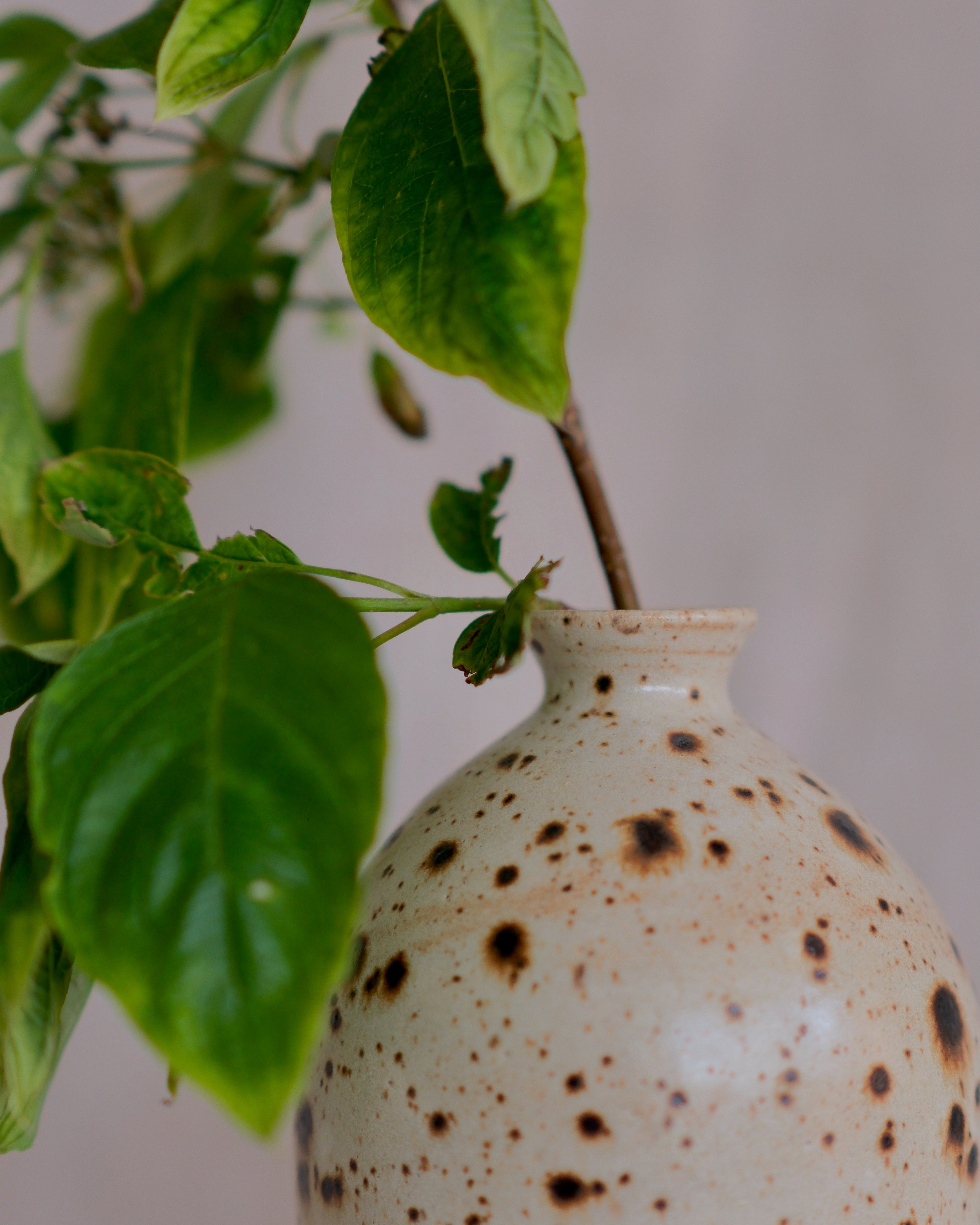 White with Speckles Vase